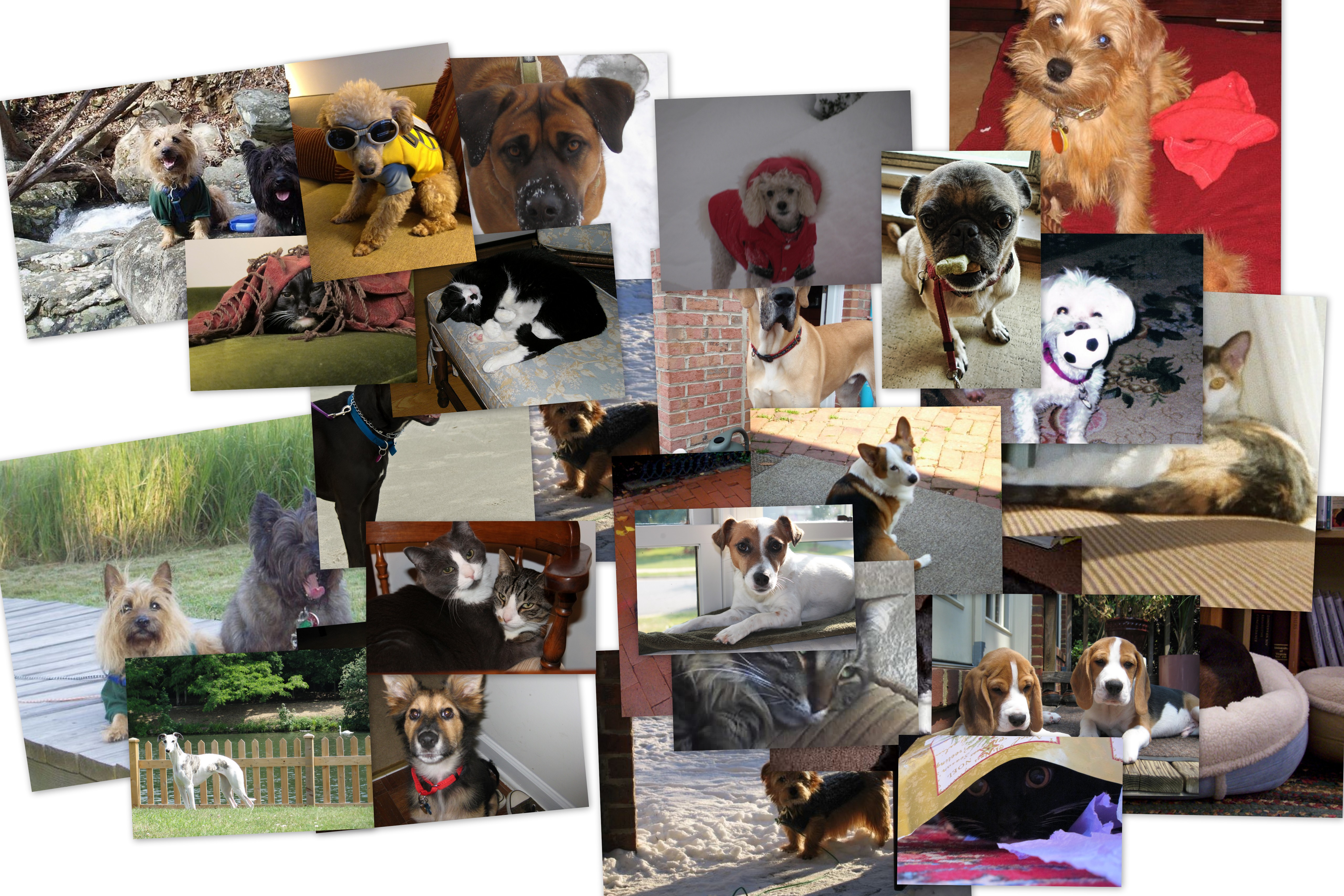 If you'd like to have your pet featured on our website please send your